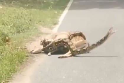 La pitón lanza un ataque al hombre que la golpea con una rama para salvar al ciervo