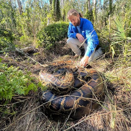 La pitón más grande medía 4,9 metros de largo