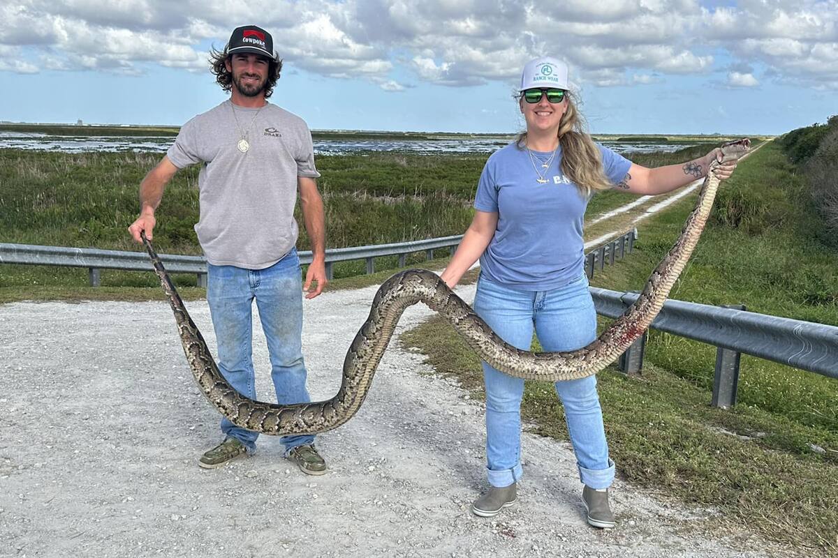 La pitón medía casi cuatro metros y pesaba más de 35 kilogramos
