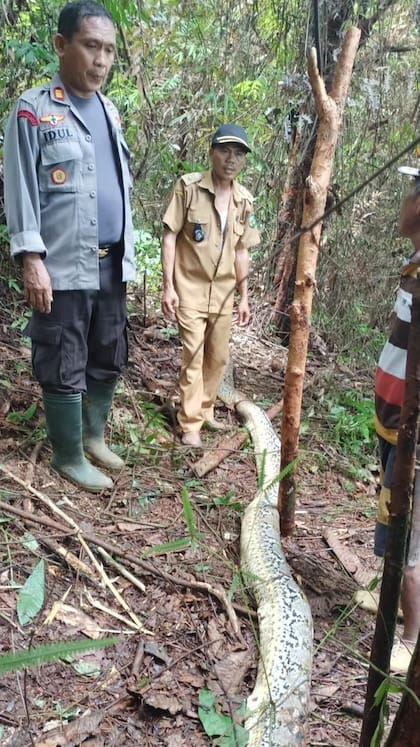 La pitón murió a manos del marido de la víctima