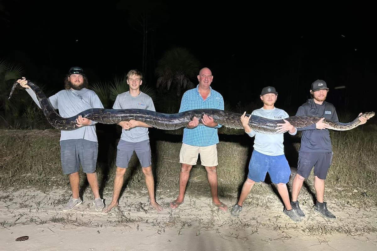 La pitón pesaba casi 90 kilos y sorprendió a los cazadores