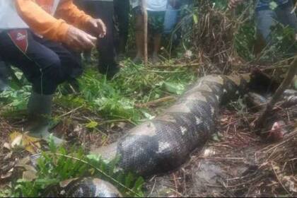 La pitón que fue hallada en las cercanías a donde desapareció la víctima.
