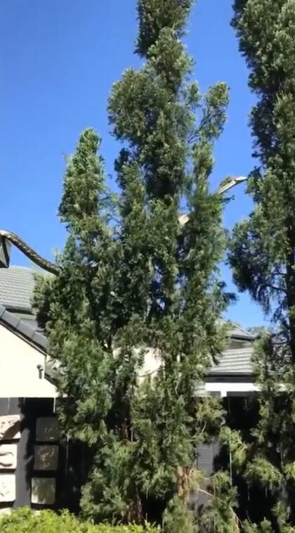 La pitón se trasladó por la copa de los árboles y se alejó de la casa