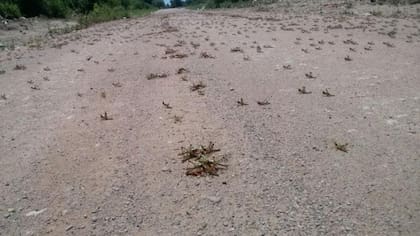La plaga de langostas