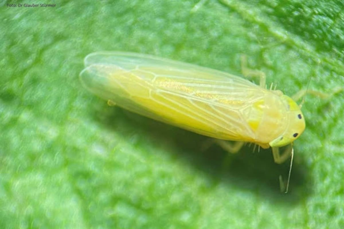 La plaga de la chicharrita