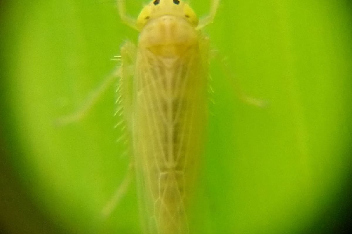 La plaga de la chicharrita