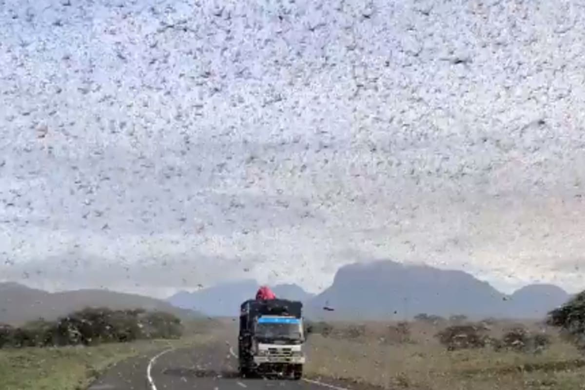 La plaga de langostas afecta desde hace semanas a varias regiones del continente africano