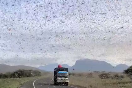 La plaga de langostas afecta desde hace semanas a varias regiones del continente africano