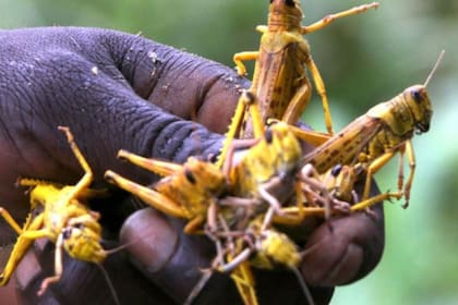 La plaga de langostas en África se continúa azotando al continente