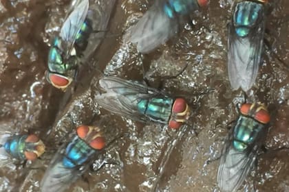 La plaga del gusano barrenador