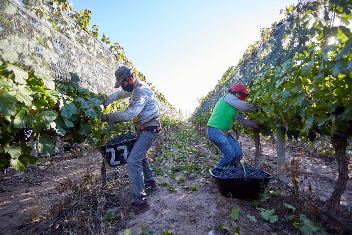La plaga puede causar pérdidas de entre el 10% y el 20% en la producción de uva