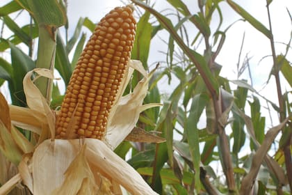 El valor del maíz cayó un 3,55% en Chicago
