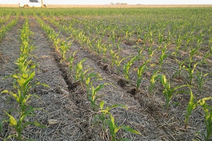 La planificación de la nueva siembra de maíz está afectada por el clima de incertidumbre que atraviesa el país