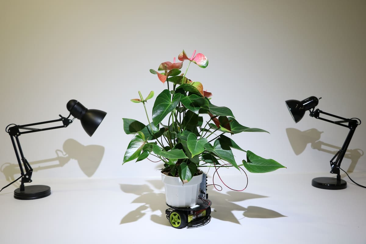 La planta Elowan