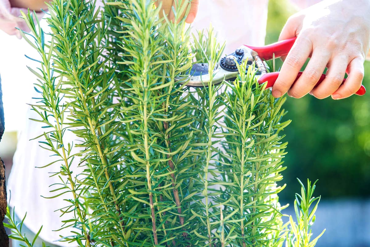La planta aromática que combate la endocarditis y protege al organismo de infecciones intrahospitalarias