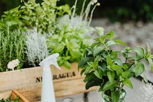 La planta aromática que es considerada una aliada para prevenir el Alzheimer