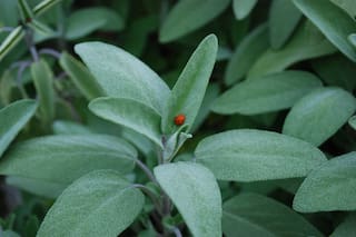 La planta aromática ideal para combatir infecciones de todo tipo