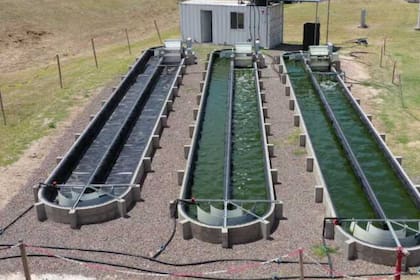 La planta basada en microalgas está ubicada en la Planta Pepuradora Sudoeste de AySA, que trata aguas residuales cloacales urbanas del partido bonaerense de La Matanza y sus alrededores