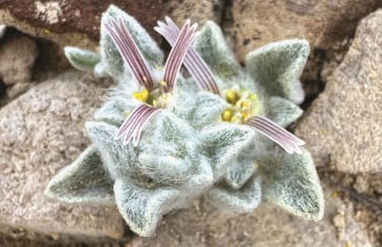 La planta, bautizada como Ovicula biradiata, pertenece a la familia Asteraceae y destaca por su peculiar follaje lanudo y flores con dos pétalos radiados