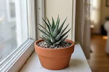 Planta cebra: la suculenta de hojas rayadas que es fácil de cuidar e ideal para decorar el interior de casa