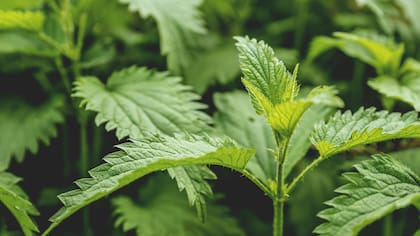 La planta contiene una alta concentración de flavonoides para eliminar radicales libres