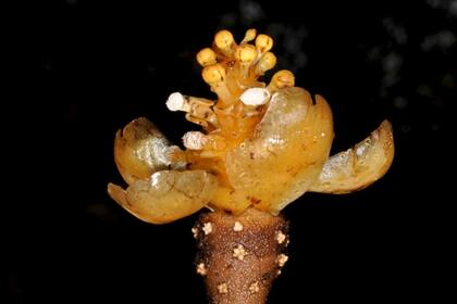 La planta coral Balanophora coralliformi