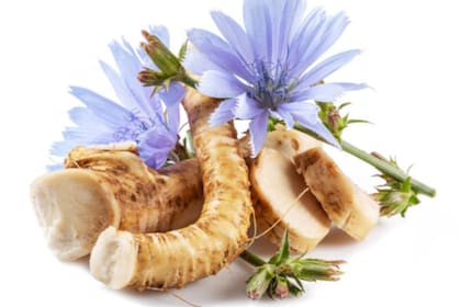 La planta cuya raíz podría reemplazar de manera saludable al café