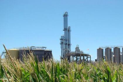 En la Argentina solo el 4% de la producción de maíz es procesada para obtener bioetanol; en Brasil, en tanto, se procesa el 23% y en Estados Unidos el 49%