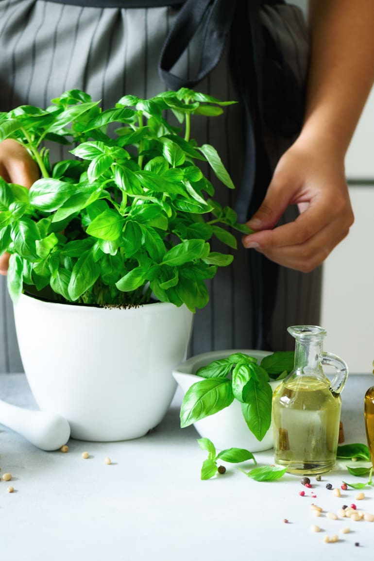 La planta de albahaca que venden en la verdulerías tiene raíces, por eso se puede plantar en una maceta y conservarla por más tiempo.
