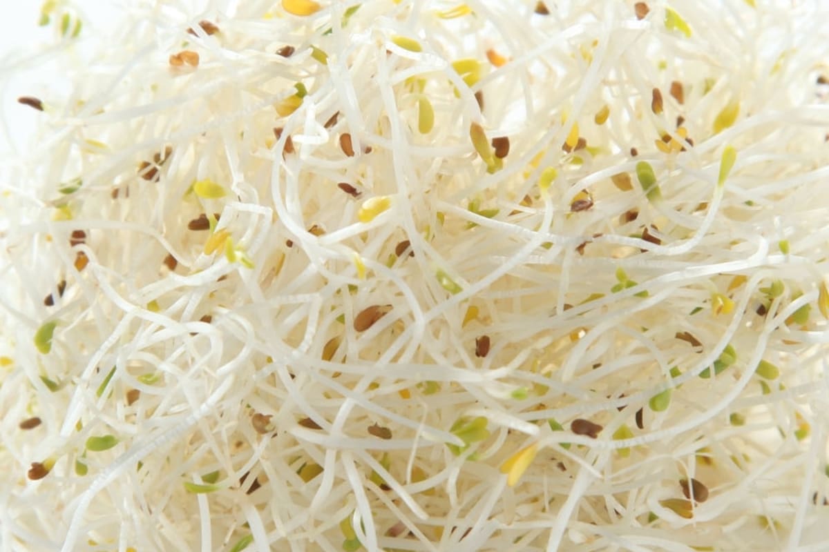 La planta de alfalfa se utiliza en la medicina alternativa para ayudar a tratar una gran variedad de afecciones