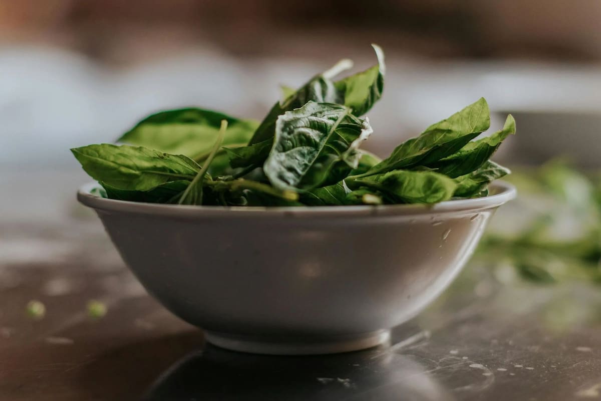 La planta de hojas verdes que es una fuente de colágeno y está llena de propiedades