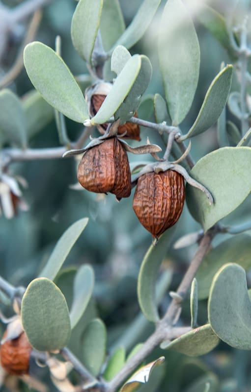 La planta de jojoba es dioica, lo que significa que hay plantas masculinas y femeninas. Las flores masculinas polinizan las femeninas, que luego producen las semillas. Cada fruto contiene de 1 a 3 semillas, y un cultivo puede tener solo un pequeño porcentaje de plantas masculinas.