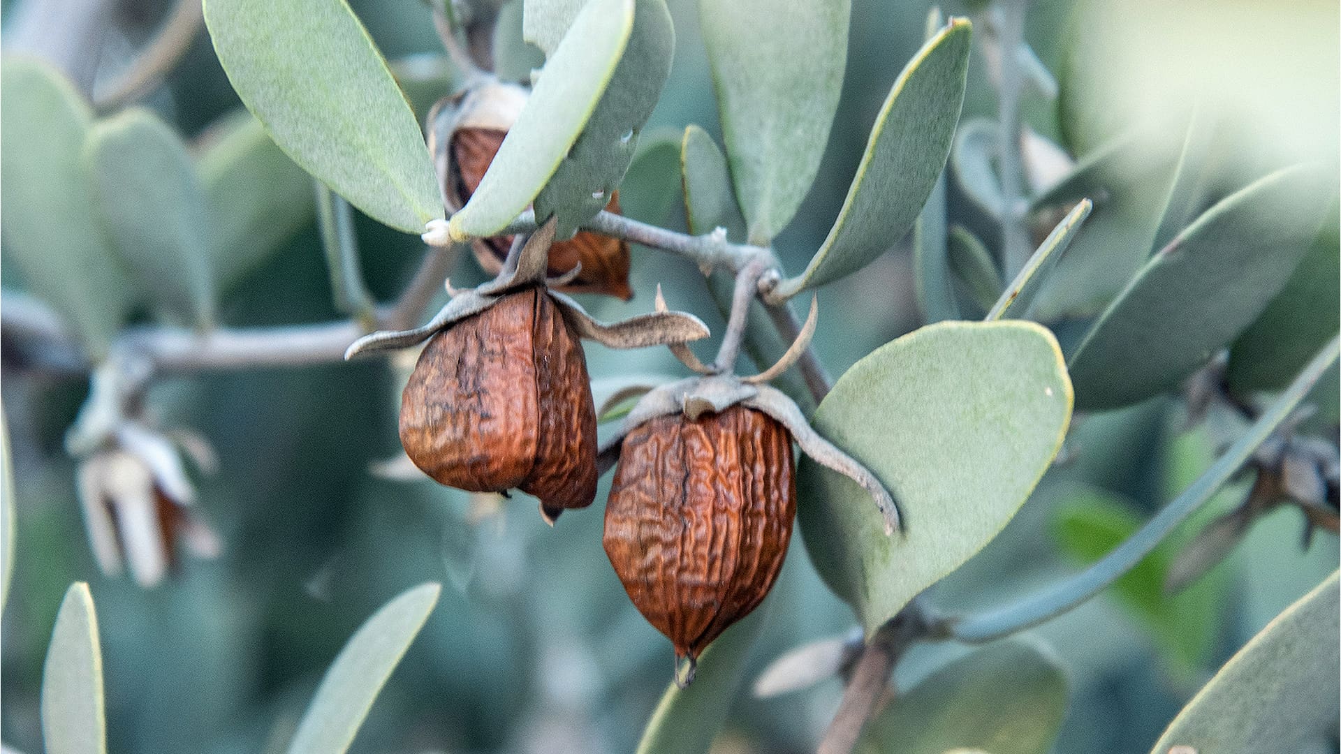 La planta de jojoba es dioica, lo que significa que hay plantas masculinas y femeninas. Las flores masculinas polinizan las femeninas, que luego producen las semillas. Cada fruto contiene de 1 a 3 semillas, y un cultivo puede tener solo un pequeño porcentaje de plantas masculinas.
