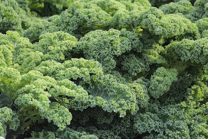 La planta de kale tiene la ventaja de ser muy resistente a las bajas temperaturas.