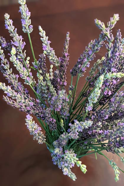 La planta de lavanda es un excelente recurso para quitar el olor a cigarrillo