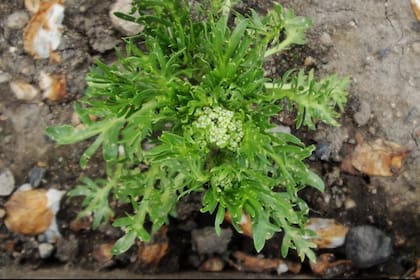 La planta de maca crece en Los Andes del Perú, a 4000 metros de altura sobre el nivel del mar.