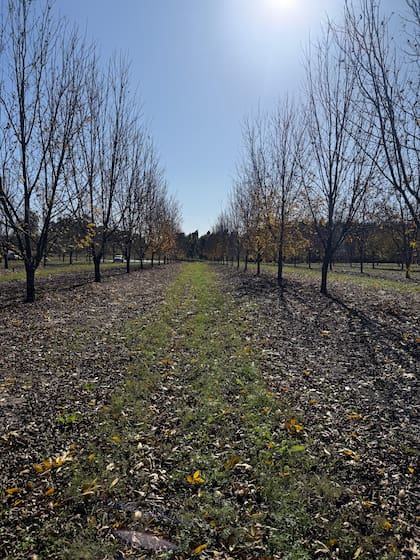 La planta de pecán empieza a generar rentabilidad alrededor del octavo año