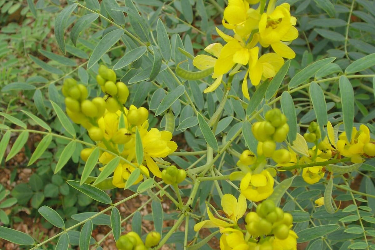 La planta de Sen, también llamada Senna, es originaria de la India. Foto: Lalithamba from India.