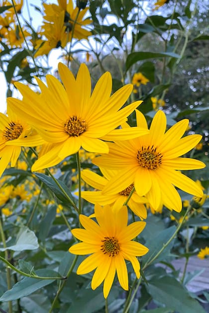 La planta de topinambur produce flores amarillas que parecen pequeños girasoles
