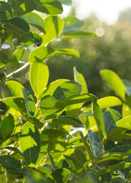 La planta de yerba mate