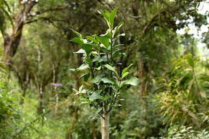 La planta de yerba mate también tiene su leyenda de amistad y compañía