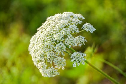 La planta del ajowan es una herbácea anual que puede alcanzar entre 60 y 90 centímetros de altura.