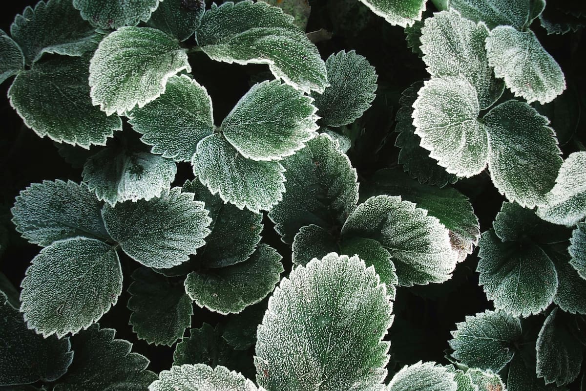 La planta del dinero que es ideal para adquirir en diciembre por su efecto positivo en el hogar