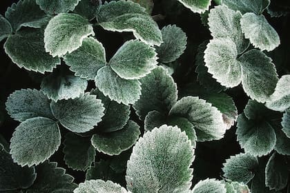 La planta del dinero que es ideal para adquirir en diciembre por su efecto positivo en el hogar