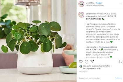 La planta del mes. En Instagram, la cuenta @viv.online, de una firma que la produce en Argentina, anunció que fue la más vendida de mayo.