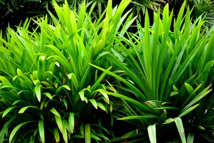 La planta del pandan se caracteriza por hojas verde brillantes, largas y delgadas.