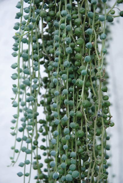 La planta del rosario (Senecio rowleyanus) tiene hojas en forma de “bolitas” en las que almacena el agua. Necesita un sustrato poroso, riego moderado (dejando secar la tierra entre riego y riego) e interiores luminosos. Es de crecimiento bastante lento y las “bolitas” se desprenden con facilidad.