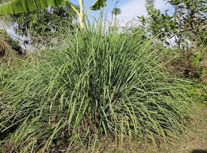 La planta limoncillo, un tipo de pasto perenne, también ayuda ahuyentar a las serpientes