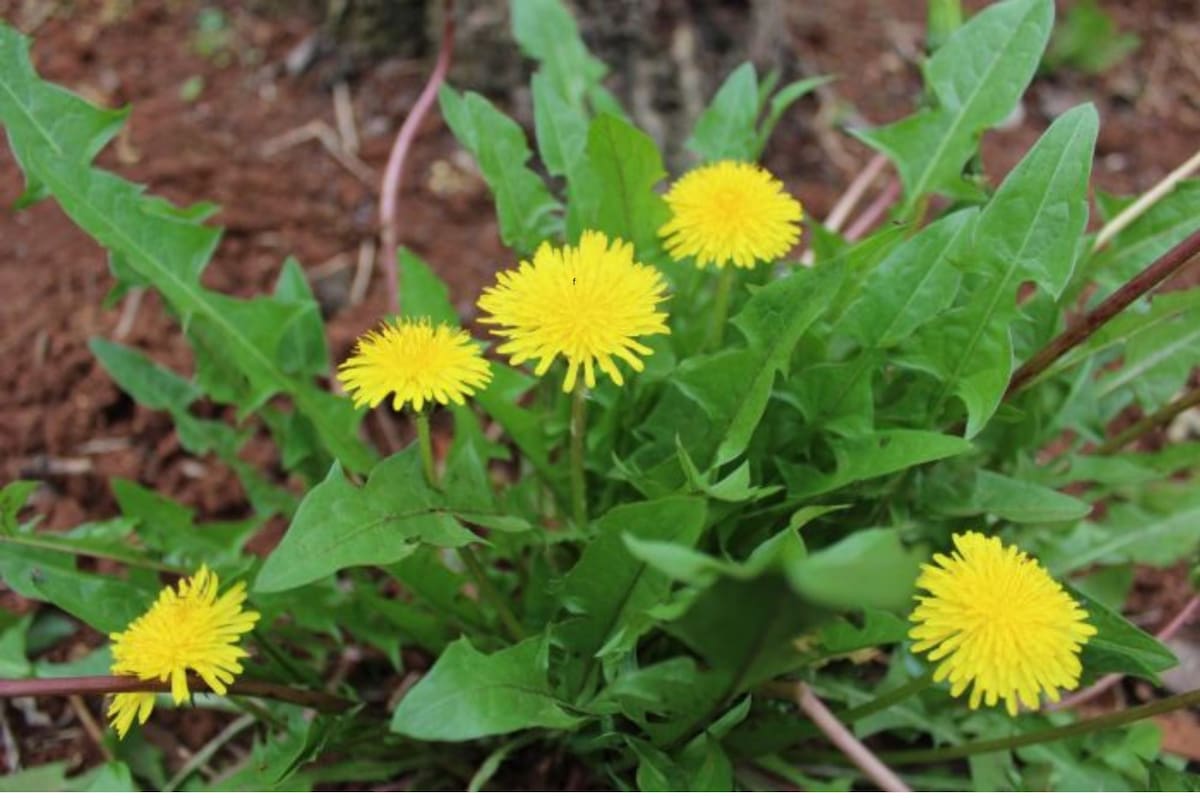 La planta medicinal que seguro tenés en el jardín