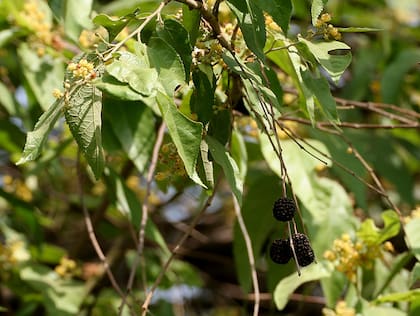 La planta mexicana que trata los padecimientos gastrointestinales